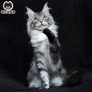 缅因猫纯种幼猫活体宠物猫咪巨型银虎斑大型长毛库恩猫小奶猫活物