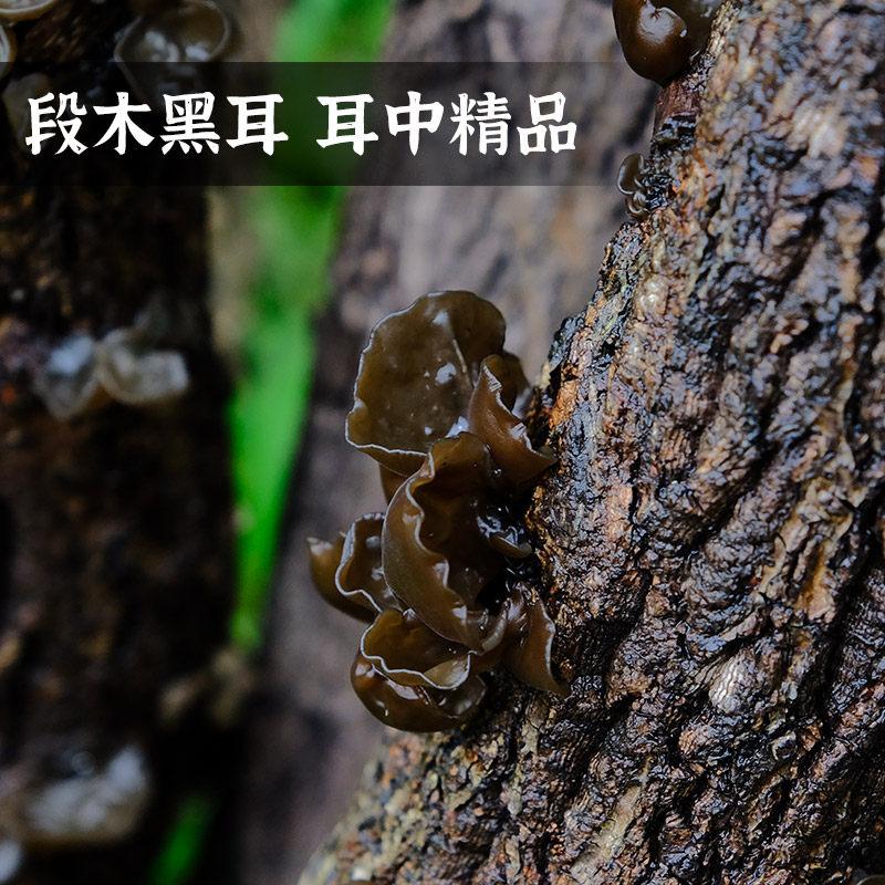 Natural Premium Black Fungus from Guanmu Wood, Autumn Fungus from Sichuan Buzhong Tongjiang, Dried Specialty Black Fungus Without Roots and Without Sulfur