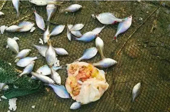 钓鱼忘了拿鱼饵,用此食物代替
