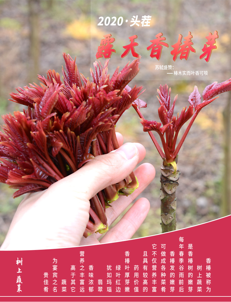 千谷恋 头茬红油香椿芽 2斤 图2