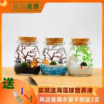 Seaweed ball micro-landscape ecological bottle hydroponic ball algae creative mini plant indoor potted green plant gift
