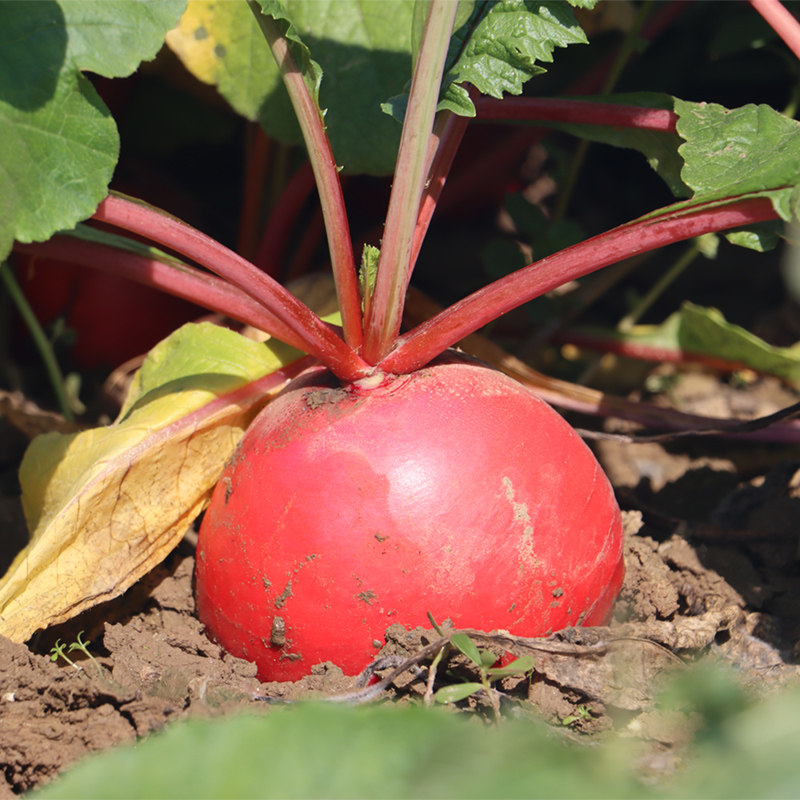Hubei Honghu fresh red round radish frosted specialty fresh dig found crisp and refreshing farm vegetables