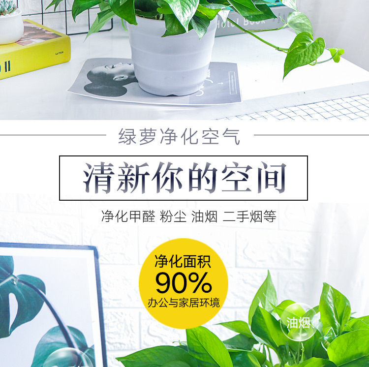 绿萝盆栽 办公室带盆植物 4大盆】 图2