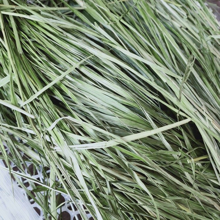 Head stubble drying ti Moshe grass rod fine leaf multi-rabbit dry grass North lift grass high fiber 500 gr