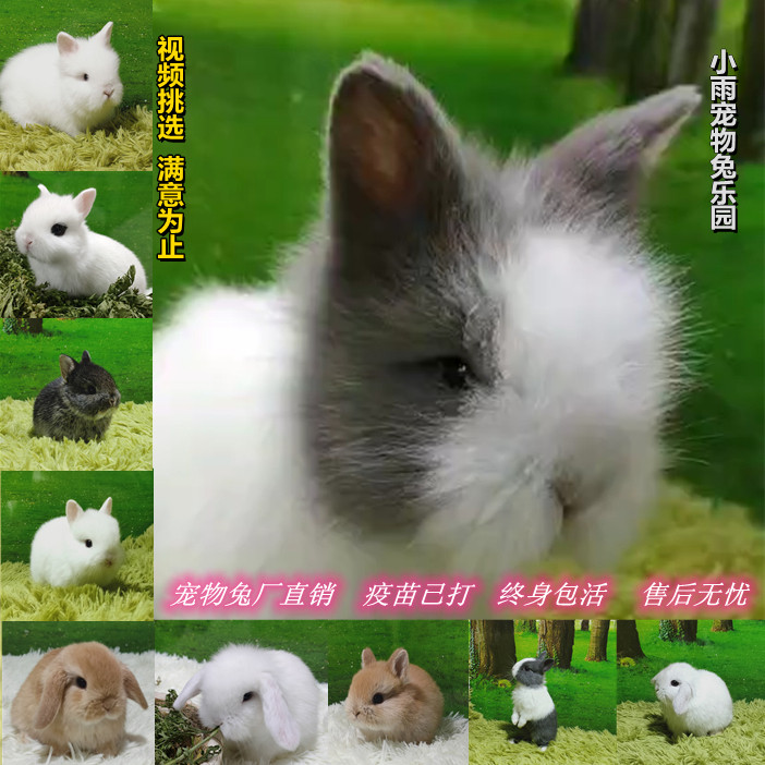 Bag Live Pituitary dwarf Dodge Princess Rabbit Tea Cup Rabbit Mini Long Little Rabbit Living Hefei Rabbit Factory Direct