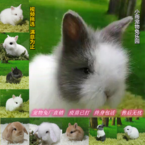 Bag Live Pituitary dwarf Dodge Princess Rabbit Tea Cup Rabbit Mini Long Little Rabbit Living Hefei Rabbit Factory Direct