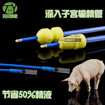 Pig deep locking vas deferens pigs with deep uterus vas deferens foam head big and small head extended seminal and Veterinary use