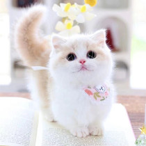 Munchkin short-footed kitten blue and white short-legged cheese milky white Napoleon pure white British short-legged pet live cat