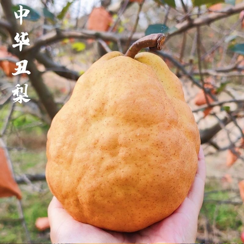 烟台中华丑农家梨，当季新鲜5斤装，孕妇也能放心吃！👶🍎-梨-淘宝好物网