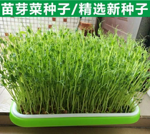 Bean Sprout Vegetable Paper Pan Water Bacon Sprouts Vegetable Growing Vegetable Nursery Seedless Cultivated Vegetable Balcony To Grow Peas Miao