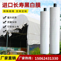 Thickened sunscreen black and white film Breeding greenhouse film Raising chicken edible fungus planting plastic film Cooling insulation shading film