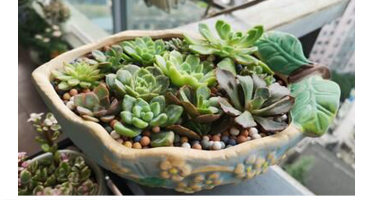 Fleshy flower pot is a clearance contracted creative large caliber meaty plant oversized flowerpot ceramic household specials