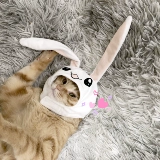 Pet Hat поставляет лимонный сперматогенез мешок, я кислый.