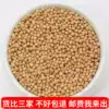 White mustard Chinese Herbal medicine 500g raw white mustard seeds fried white meson tea can be ground fine powder sold yellow mustard radish seeds