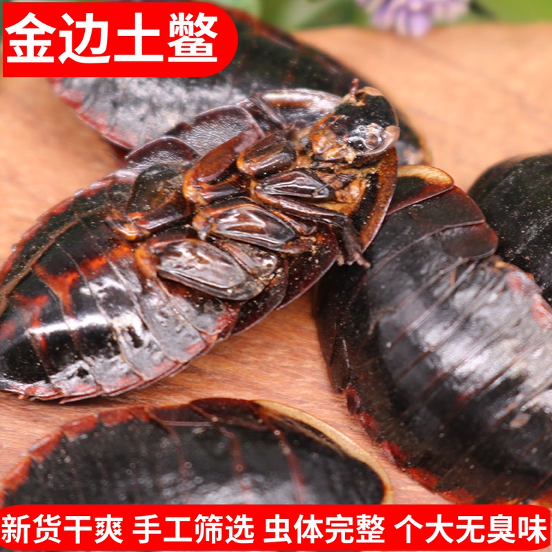 Phnom Penh soil turtle insect Chinese medicinal materials 250g new goods soil other non-Chinese soil yuan tortoise Phnom Penh soil yuan tortoise powder