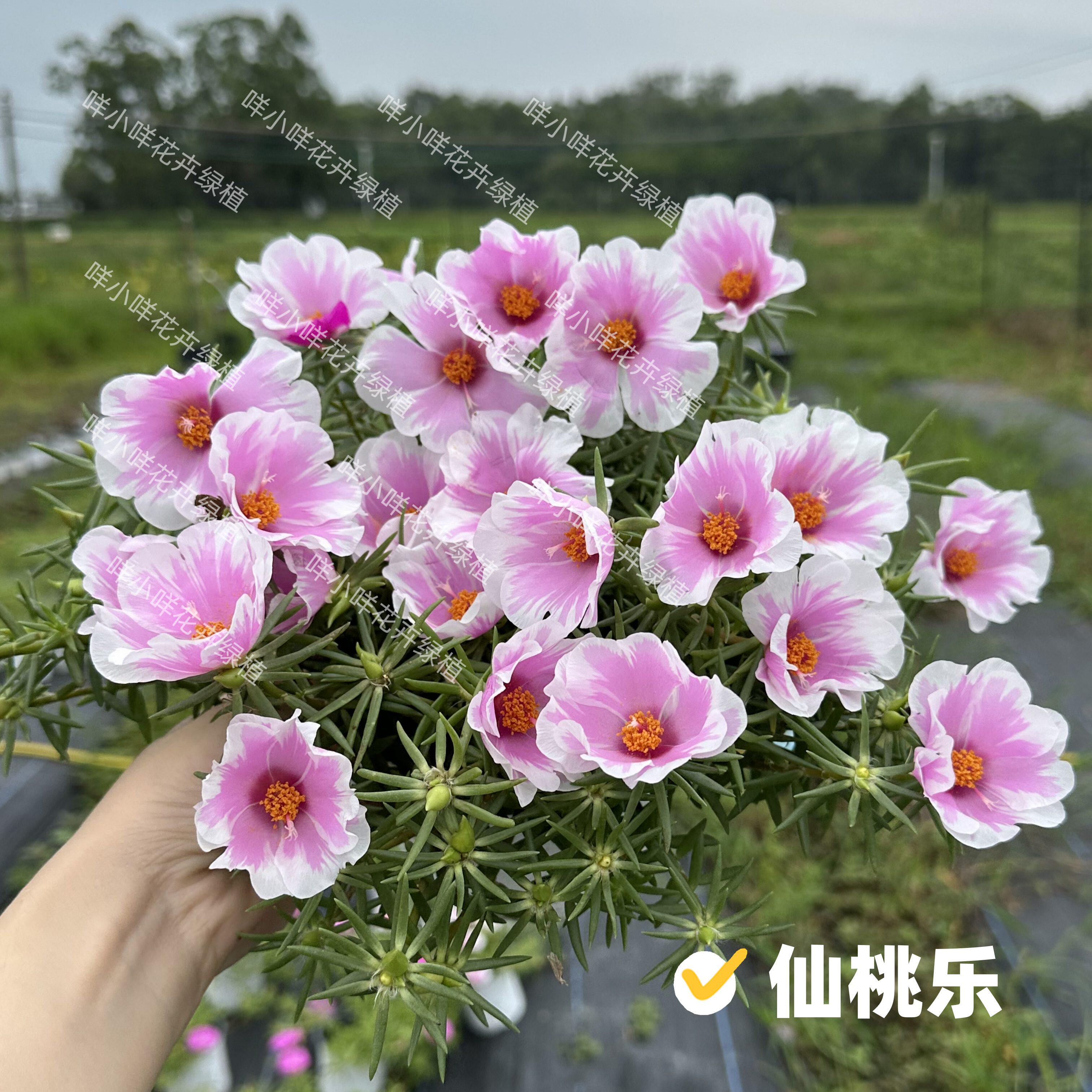 咩小咩花卉绿植