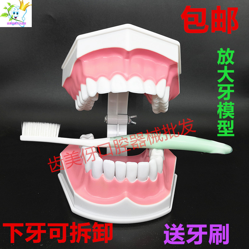 牙科口腔模型牙齿刷牙示教牙模型幼儿园教具儿童刷牙假牙模型包邮