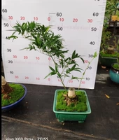 Одна готовая куча (как показано на рисунке, аналогично) 3