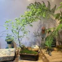 Бутик -кучи (поставляются с горшками с почвенными законами)