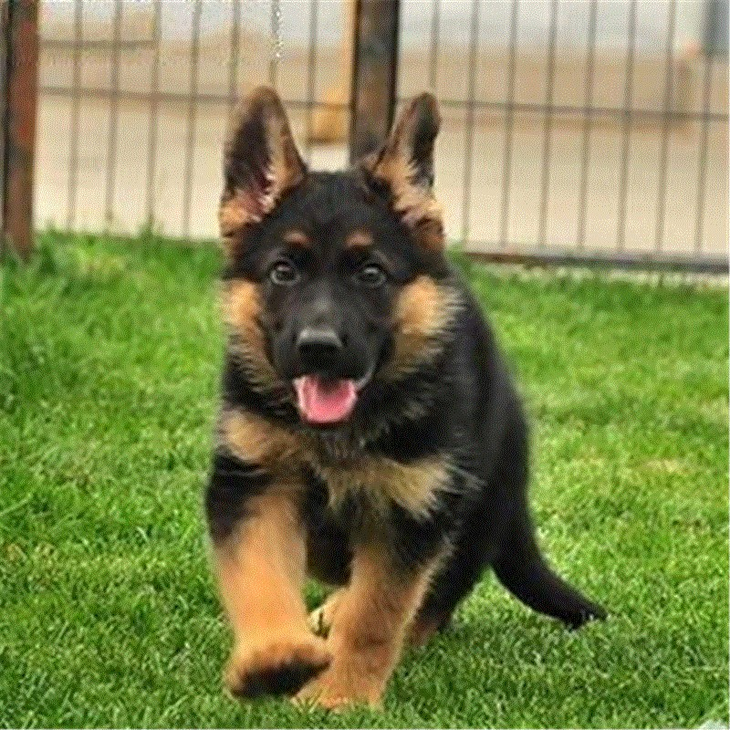 Buy Purebred German Shepherd Puppies Live German Shepherd Dogs Police Dogs Horse Dogs Large Dogs Black Backed Military Dogs Small Wolfhounds Pet Dogs Online In Indonesia 597922825254
