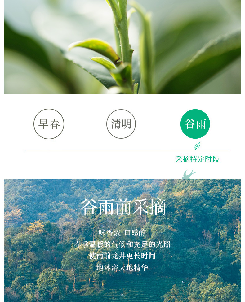 绿颐 大隐西湖 雨前龙井 250g 图3