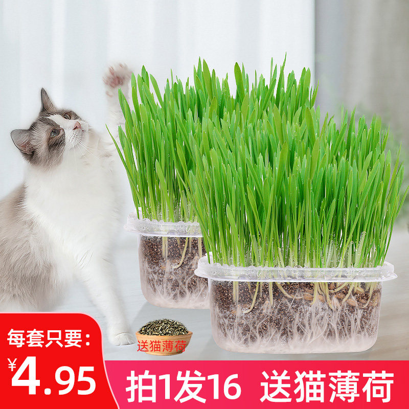 Cat supplies cat cat grass hydroponic catnip nutrient soil planting set removes the hairball cat snack