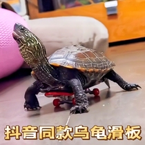 Little Turtle Scooter Fingertip Mini Toy Parrot Skateboard Model Pendant Douyin Same Style Internet Celebrity Pet
