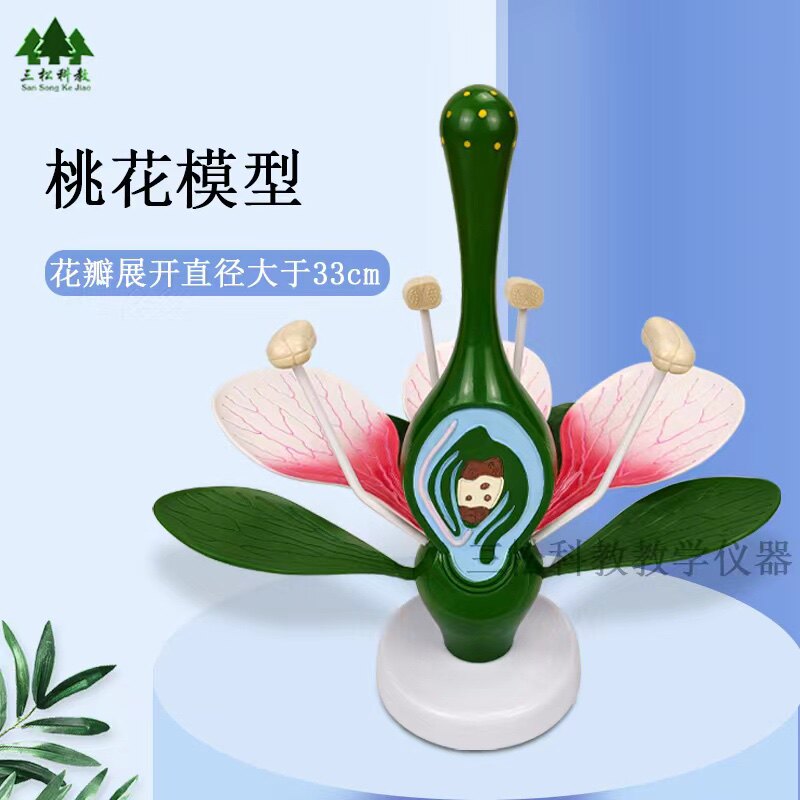 33007 桃花模型 初中生物模型实验器材 教学仪器 桃花实验