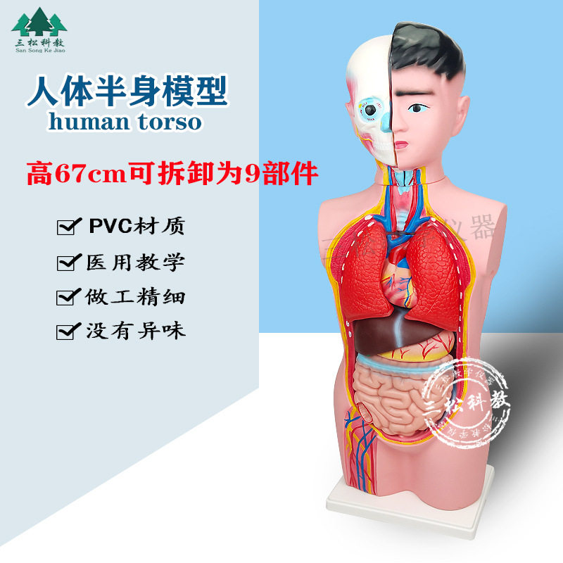 人体半身模型 67CM人体器官结构组装可拆装头颈躯干 教学展示模型
