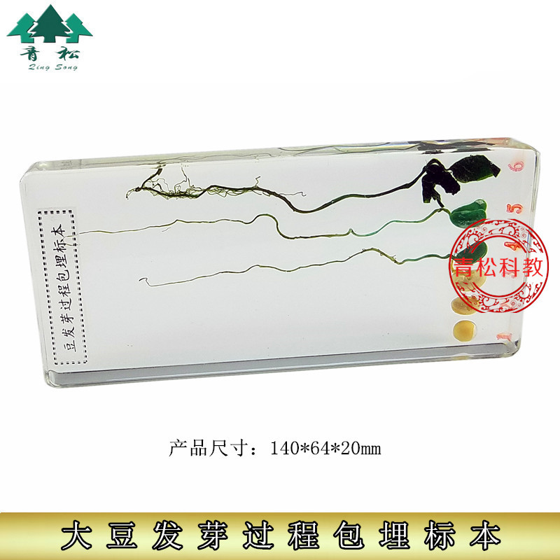 人工琥珀中小学教材标本认知玩具生物教学包埋大豆发育生长过程