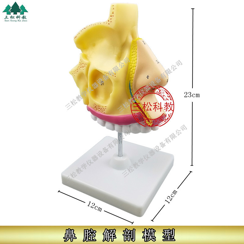 进口鼻腔解剖模型 口腔医学 鼻子模型 耳鼻喉科模型 人体鼻腔模型