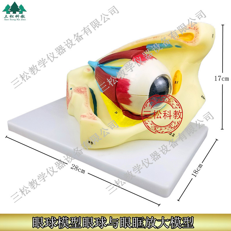 眼球模型眼球与眼眶放大模型解剖眼睛眼外肌模型结构造示教学医学