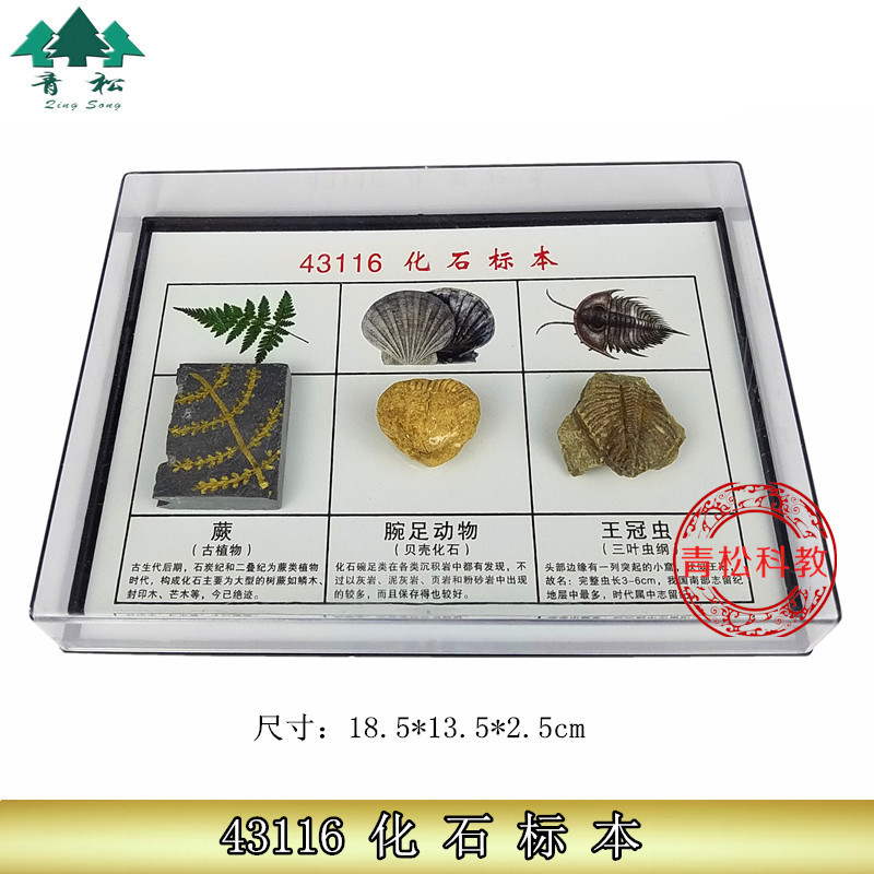 三种化石标本 J43116 化石标本 古化石小学中学科学地理观察收藏