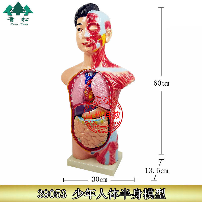 39053 少年人体半身模型 人体模型 生物教学模型 头颈躯干模型