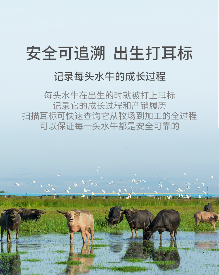 奶中珍品 见证 4.0高蛋白 全脂水牛奶 200ml*10盒 图3