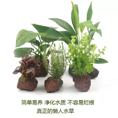 Fish tank water grass landscaping living light plant water Banyan sinking Wood lazy water grass volcanic stone planting moss water grass set
