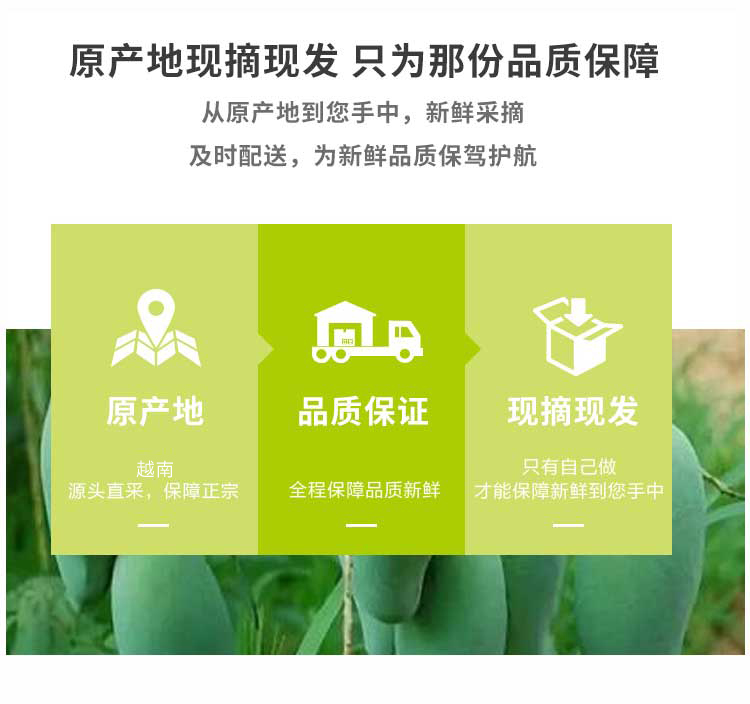 越南进口 玉芒 大青皮芒果 带箱10斤 图10