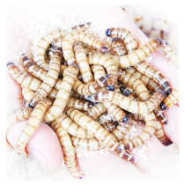 Barley worm live worm 500g live bread Zooxanthellum Mealworms Arowana feed Live starling thrush bird food bugs