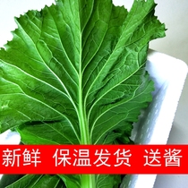 Cabbage leaves Northeast free shipping 20 pieces of fresh vegetables Big rice cabbage leaves Big cabbage leaves Rice cabbage leaves