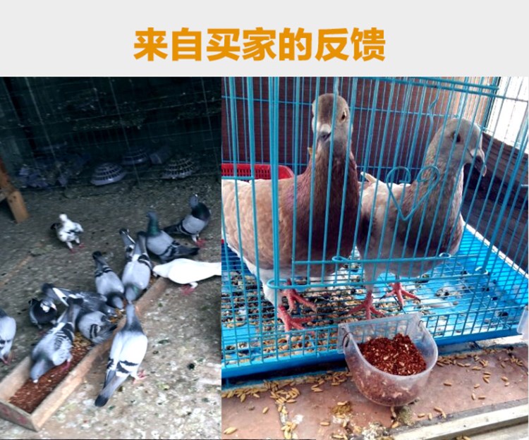 Chim y tế chăm sóc sức khỏe cát cát chim bồ câu chim bồ câu đua chim bồ câu cung cấp vẹt đỏ đất bồ câu canxi chim bồ câu thức ăn chim bồ câu thức ăn chim - Chim & Chăm sóc chim Supplies lồng choè đất