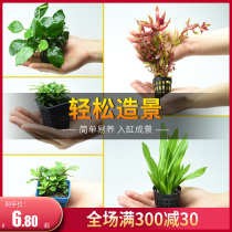 Fish tank Water Grass plants True Water Grass purification Water quality Moss water Grass water banyan sloppiness Scenery Centipede Grass Decorated Straw Vat
