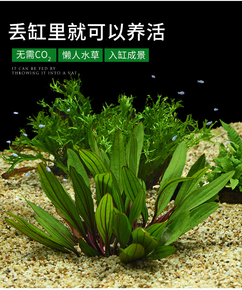 魚缸活水草植物造景鳳尾苔真草增氧莫斯懶人沉木裝飾鐵皇冠前后景 露天市集 全台最大的網路購物市集