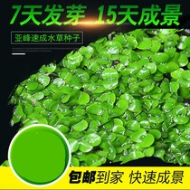 Fish pond mini pagoda mousse water grass seed big leaf Banyan Banyan living grass water grass self-raised cow felt cold-resistant seaweed ball