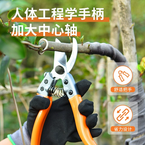 Садоводные режущие ветви Выделенные ветви и обрезки виноградных фруктовых деревьев и грубых ветвей.