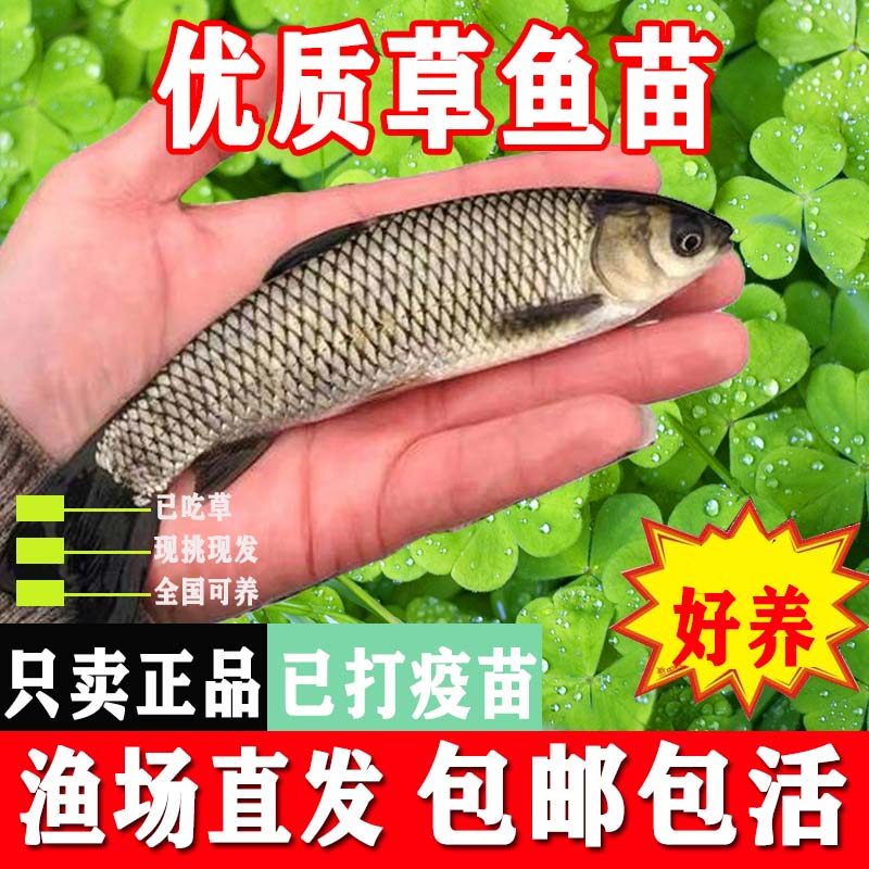 皖鱼养殖草鱼苗,本地特大半斤四大家鱼批发指南?-鱼-淘宝好物网