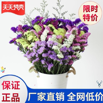 Dried flower decoration ornaments full of weight selling dried flower bouquet forget-not big bouquet living room home decoration ornaments