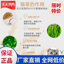 Catnip Grass Potted Cat Grass Hair Ball Non-planting Pot Cat Snacks Catnip Potted Grass Cat Cat