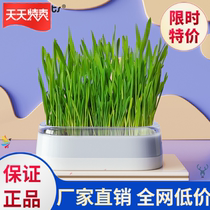 Catnip grass potted cat grass seed hydroponic catnip cat snack hairball cream cat grass seed potting