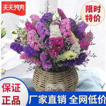 Dried flower decorative ornaments natural air-dried forget-me-Free starry starry flowers bouquet real flower decoration ornaments inserted into the living room