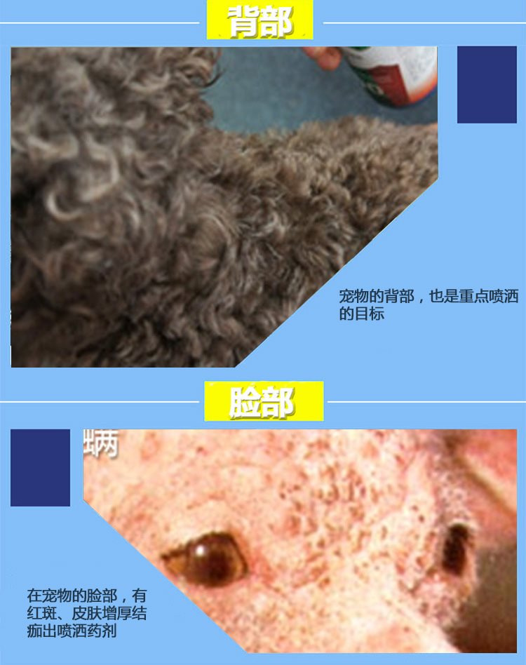 Bệnh da chó nhiễm nấm 100 thú cưng thú cưng thuốc thú cưng mèo 癣 mèo 藓 terbinafine phun - Cat / Dog Medical Supplies 	bộ kim tiêm thú y